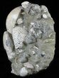 Cretaceous Nautilus and Ammonite Cluster - Madagascar #59727-4